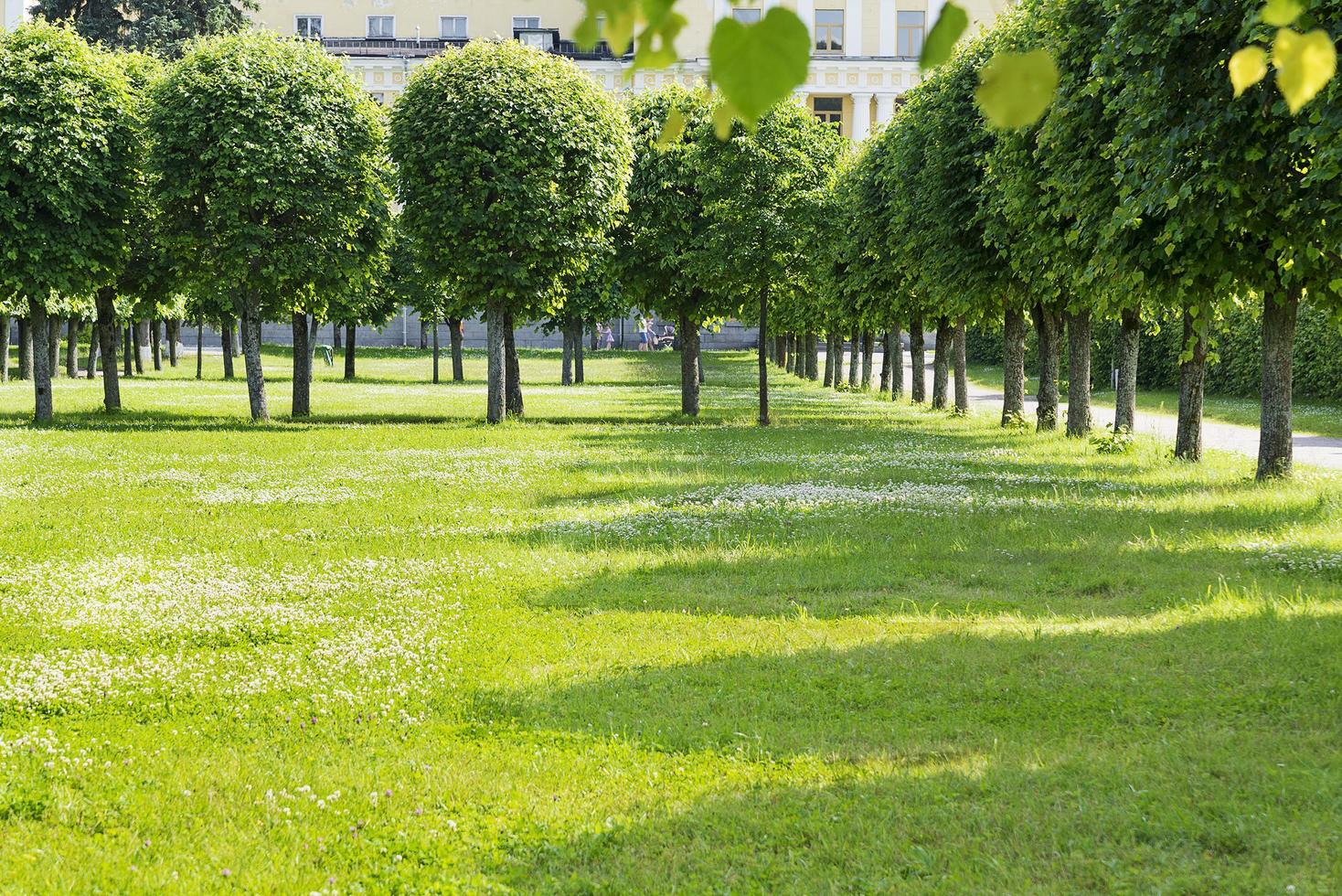 alberi e prati ben curati nel parco cittadino di mosca. foto