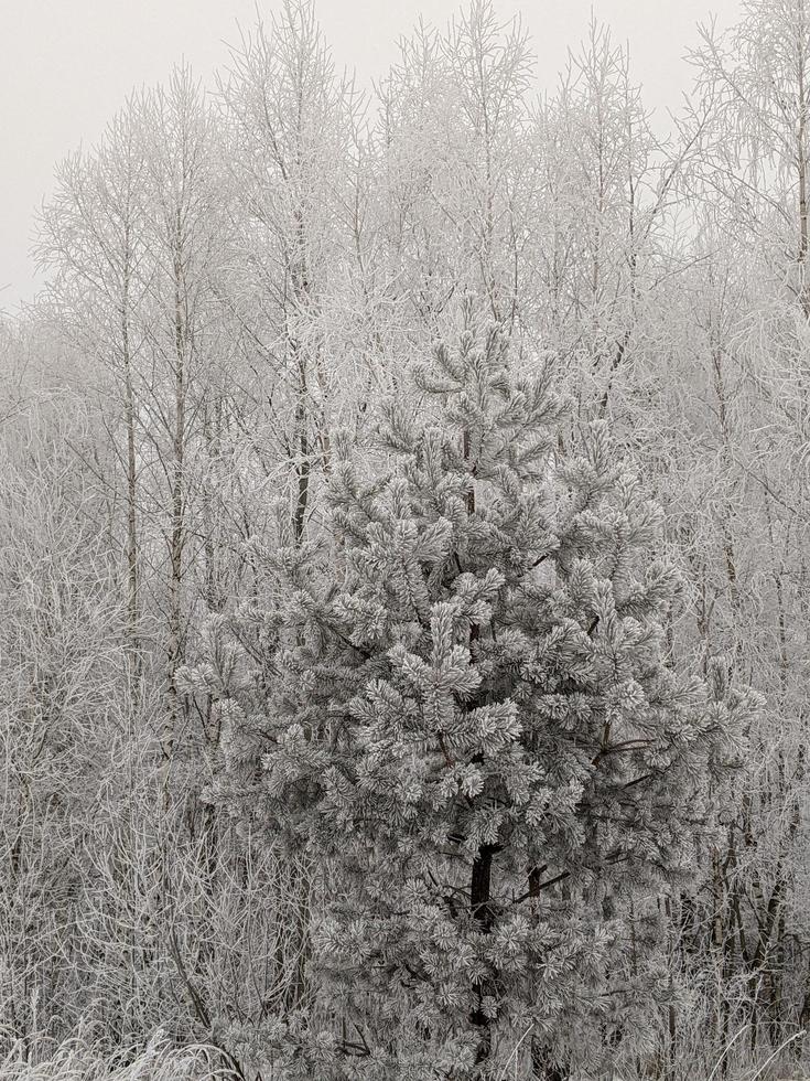 alberi coperti di brina foto