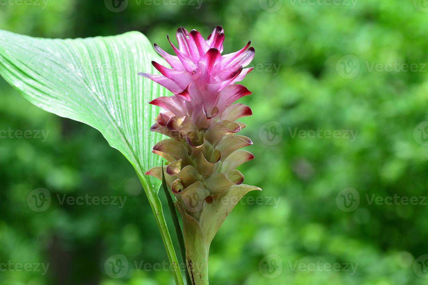 primo piano del fiore di curcuma nel campo dell'azienda agricola foto