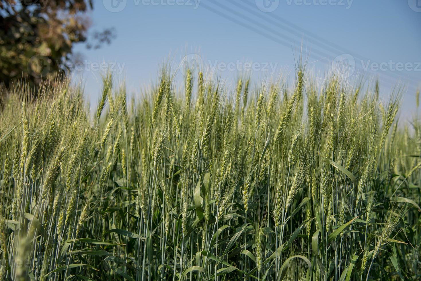 grano verde al campo dell'azienda agricola biologica foto