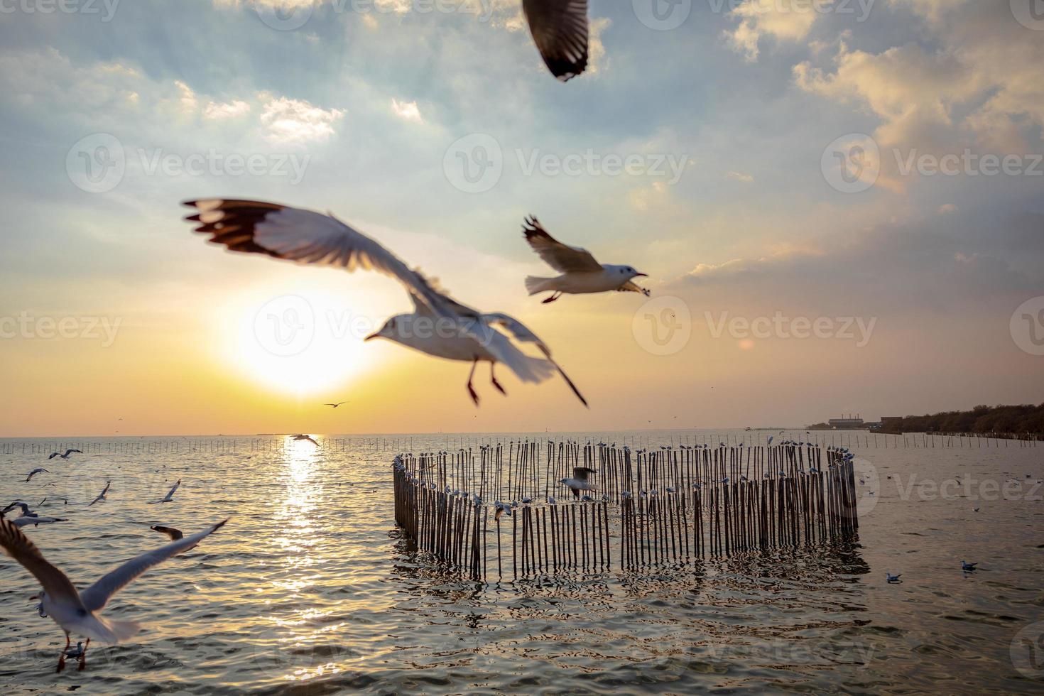 il gabbiano evacua il freddo dall'emisfero settentrionale a bangpu, samutprakarn, thailandia durante l'inverno da novembre a marzo. mare e cielo con tanti gabbiani erano tempi molto belli. foto