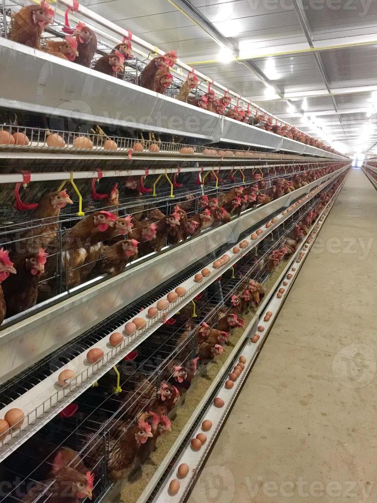 gabbia di batteria di polli a strati con linea di produzione multilivello linea di produzione di uova di gallina di un allevamento di pollame, allevamento di strati, fabbrica di attrezzature tecnologiche per l'agricoltura foto