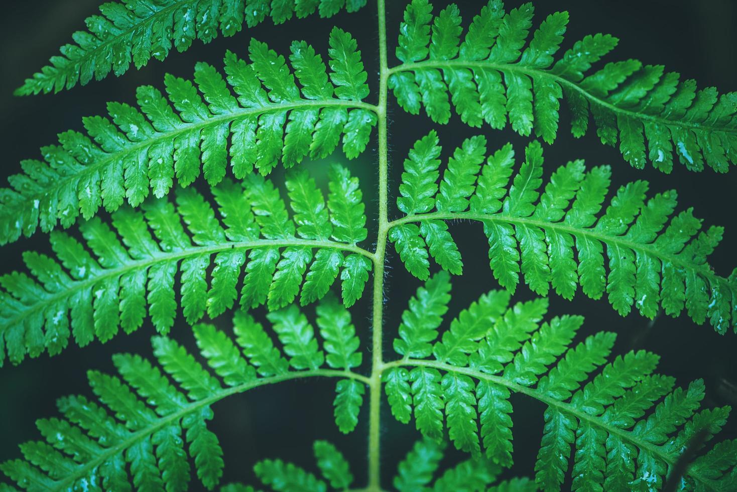 sfondo naturale. sfondo di colore di foglie di felce verde. foto