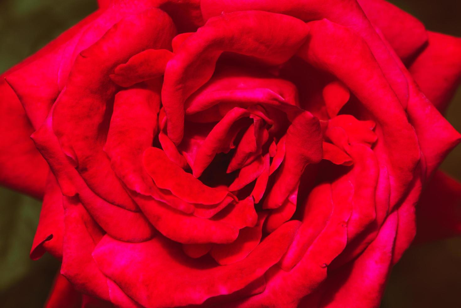 sfondo natura fiore san valentino. rosa rossa piena di fiori foto