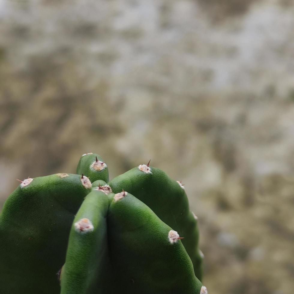 una vista ravvicinata di un cactus con spazio di copia foto