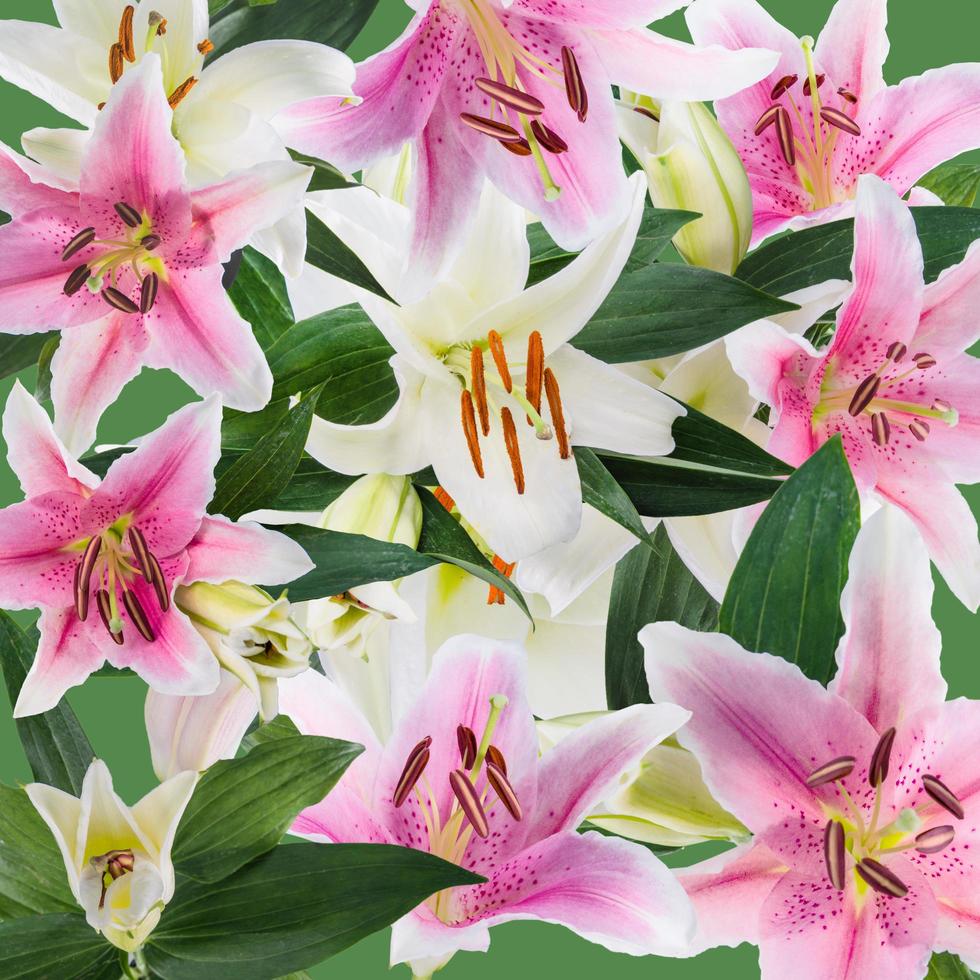 giglio di fiori su uno sfondo bianco con copia spazio per il tuo messaggio foto