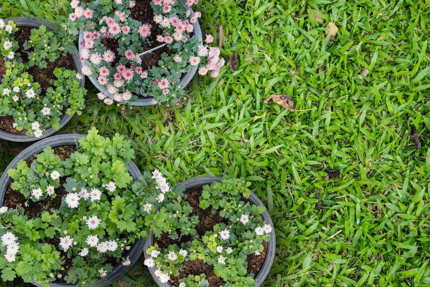 gruppo di vasi di fiori sul pavimento d'erba foto