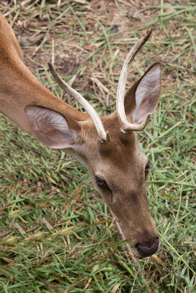 il parco dei cervi marroni è aperto al suolo di fondo. foto