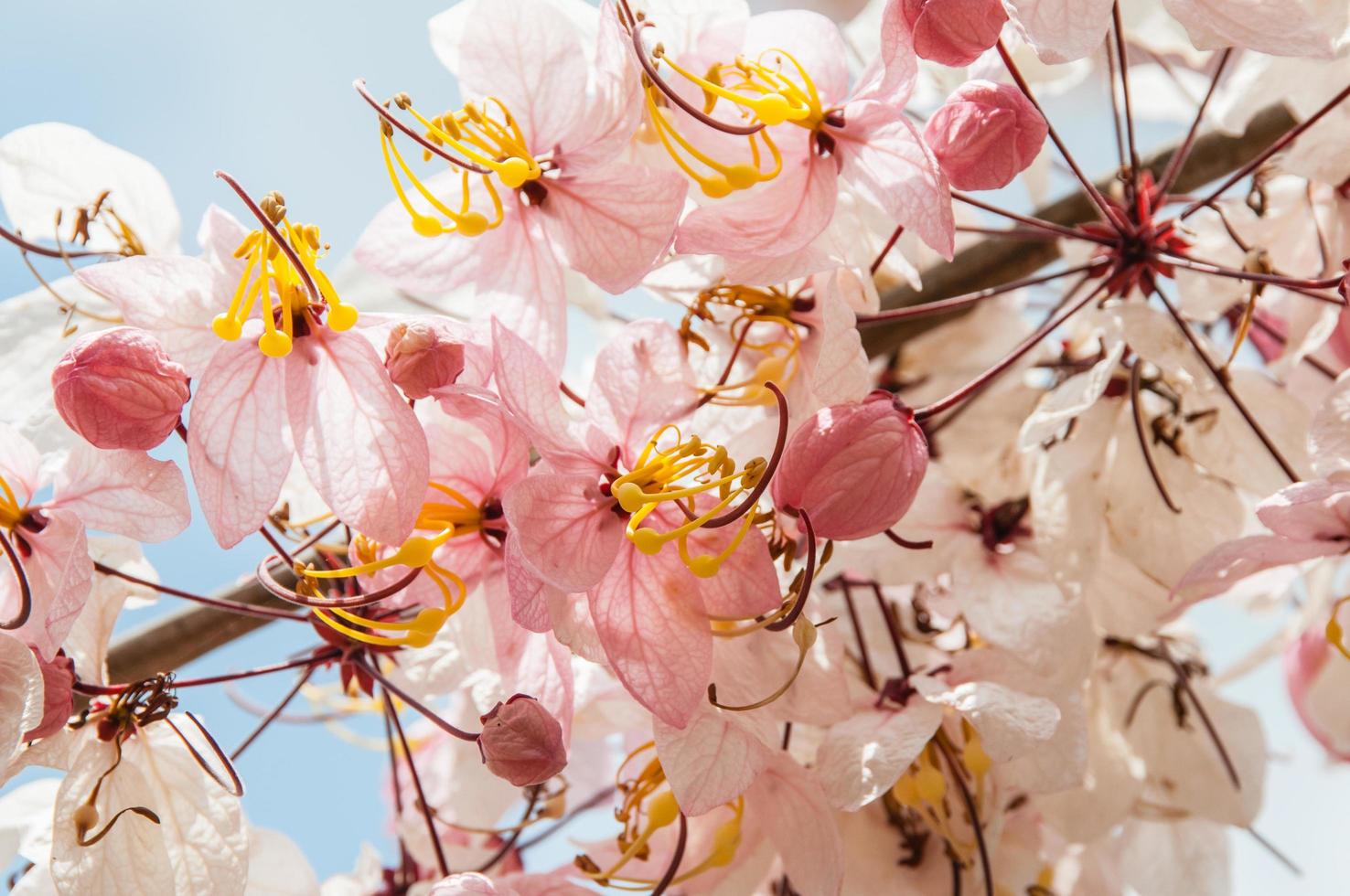 sfondo di fiori naturali. incredibile vista sulla natura dei fiori che sbocciano nel giardino sotto la luce del sole a metà giornata estiva. foto