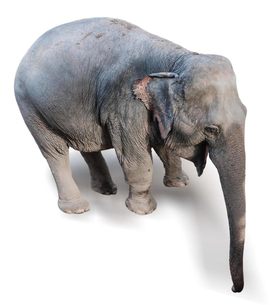 elefante su uno sfondo bianco foto