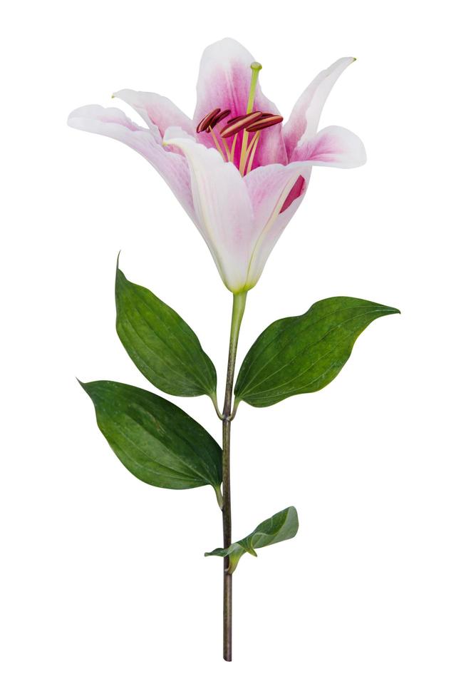 giglio di fiori su uno sfondo bianco con copia spazio per il tuo messaggio foto