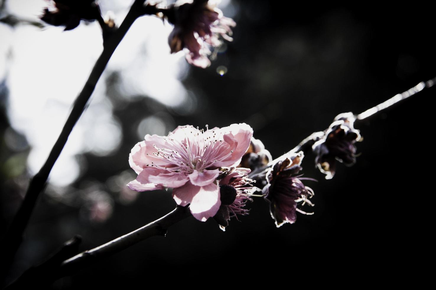 fiore su disegno floreale nero foto