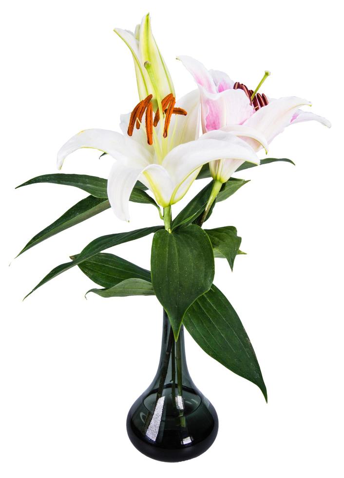 giglio di fiori su uno sfondo bianco con copia spazio per il tuo messaggio foto