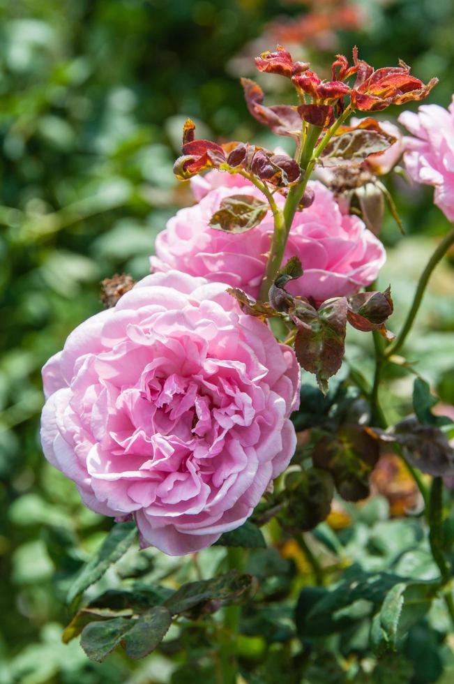 sfondo di fiori naturali. incredibile vista sulla natura dei fiori che sbocciano nel giardino sotto la luce del sole a metà giornata estiva. foto