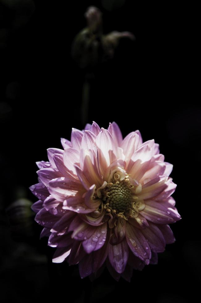 fiore su disegno floreale nero foto