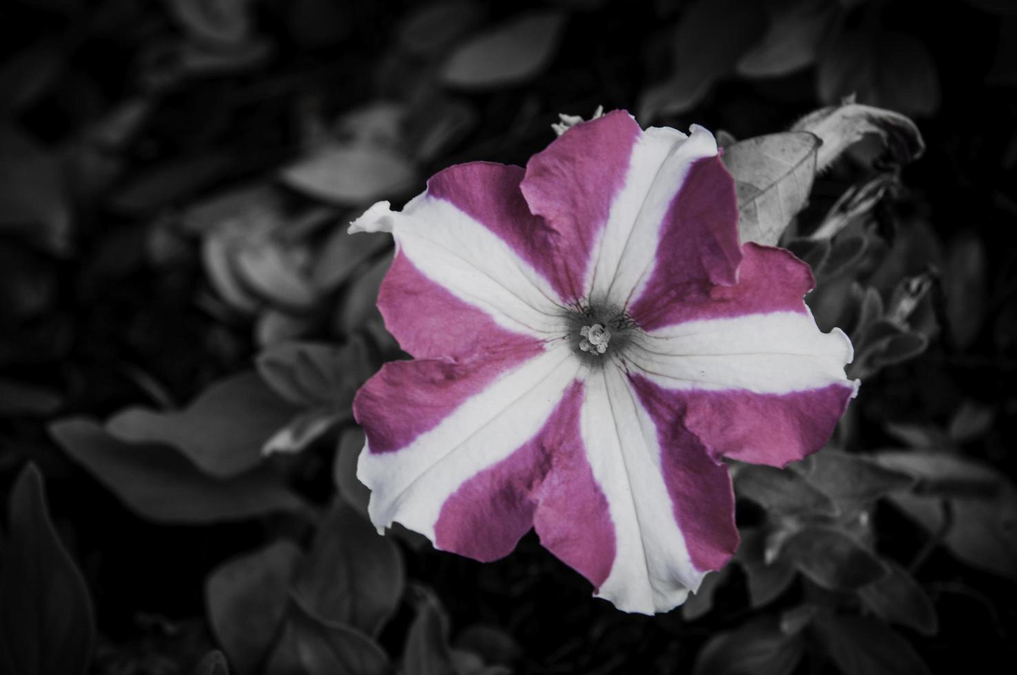 fiore su disegno floreale nero foto