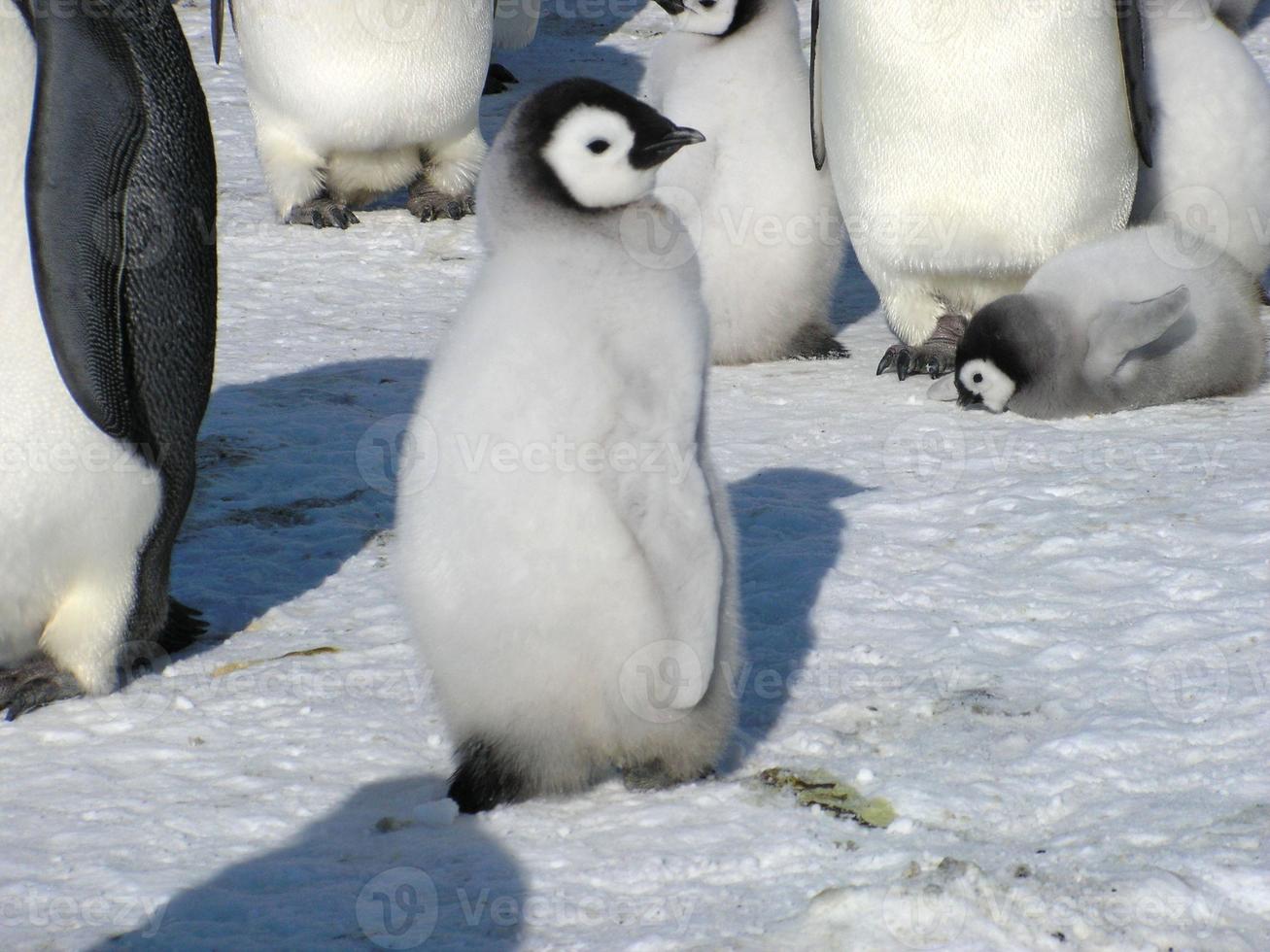 pinguini imperatori nel ghiaccio dell'Antartide foto