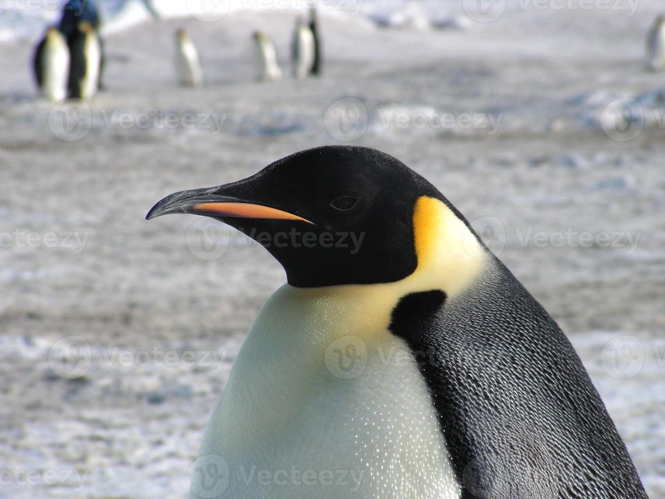 pinguini imperatori nel ghiaccio dell'Antartide foto