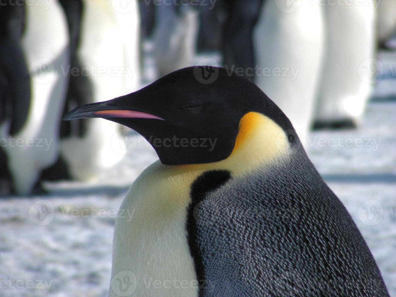 pinguini imperatori nel ghiaccio dell'Antartide foto