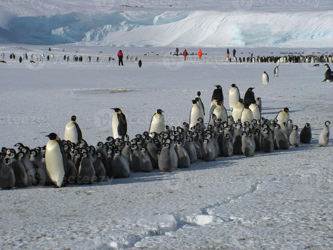 pinguini imperatori nel ghiaccio dell'Antartide foto