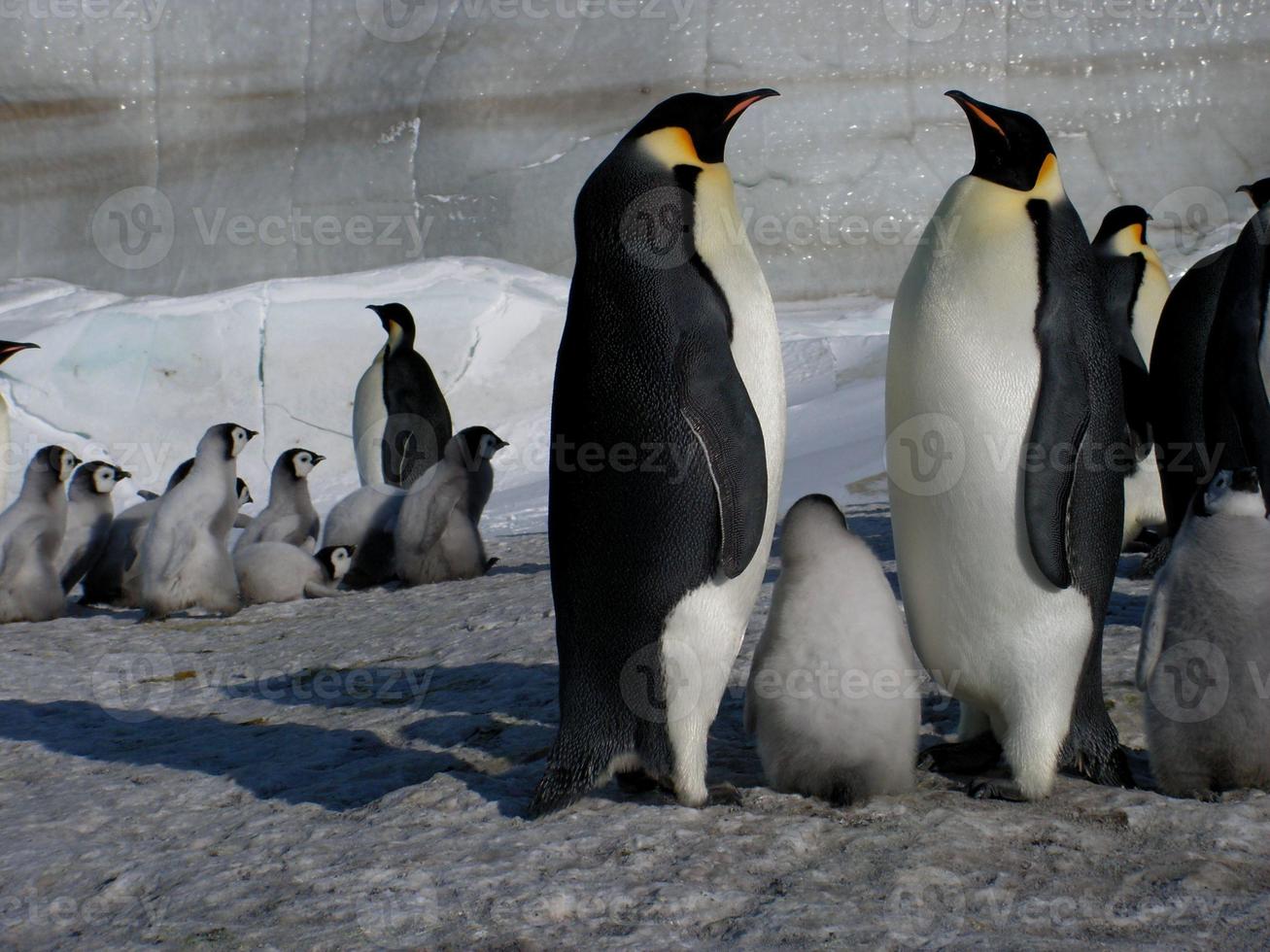 pinguini imperatori nel ghiaccio dell'Antartide foto