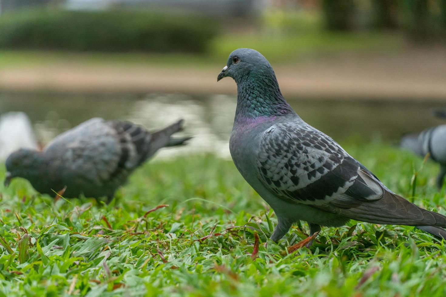 piccioni colorati che giocano nell'erba in thailandia foto