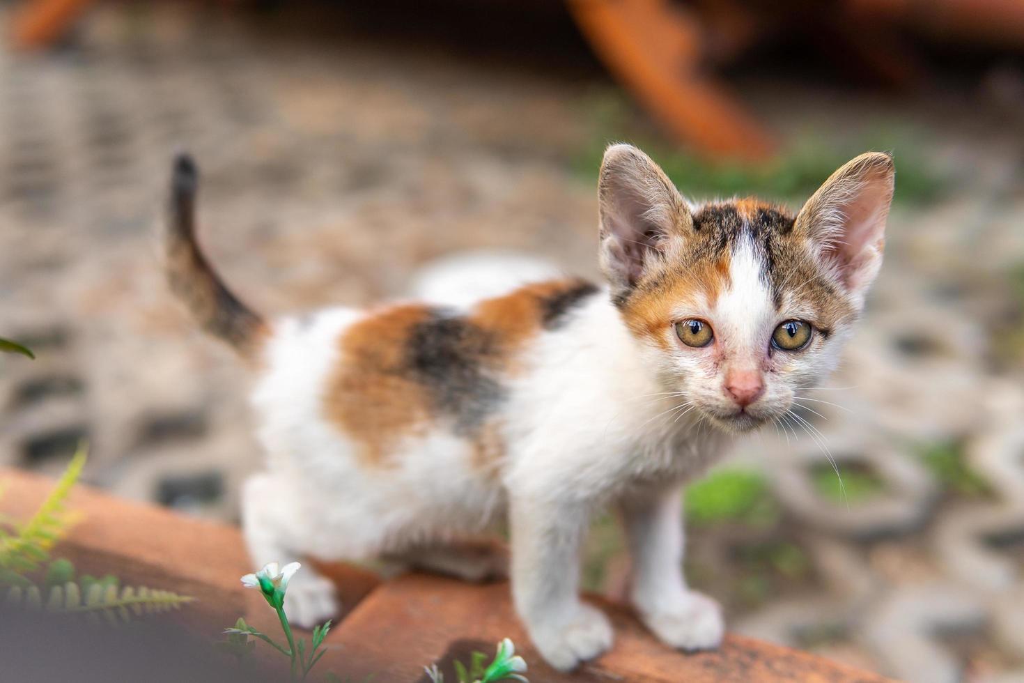 gattino con coda e naso rosa foto