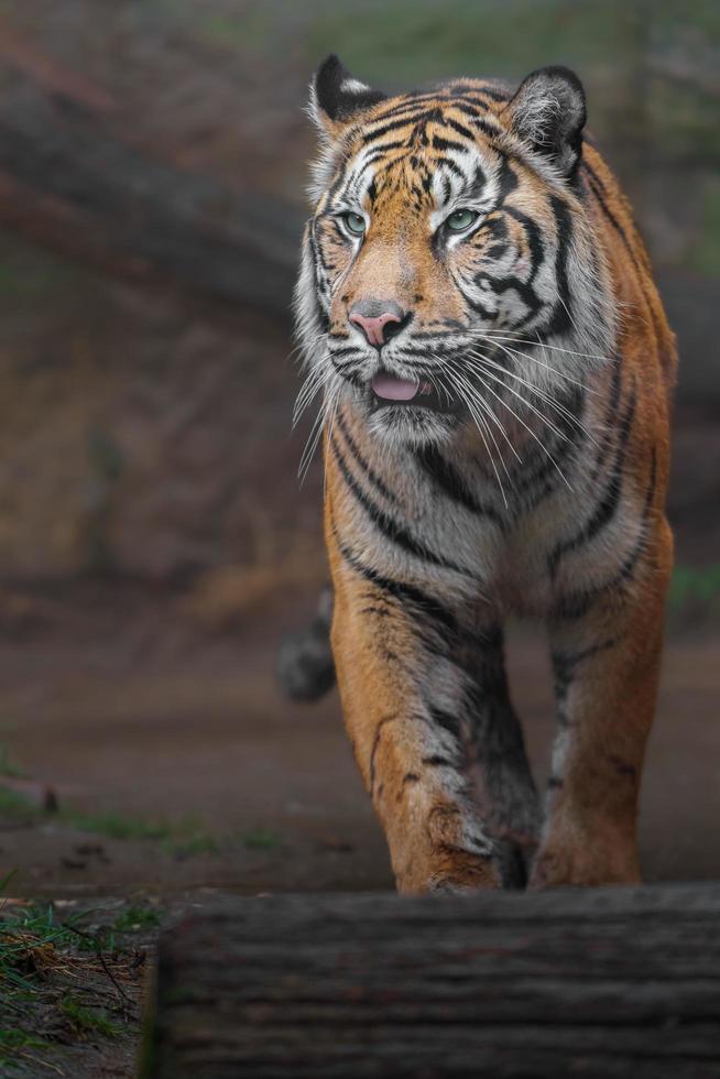 tigre di Sumatra in giardino zoologico foto