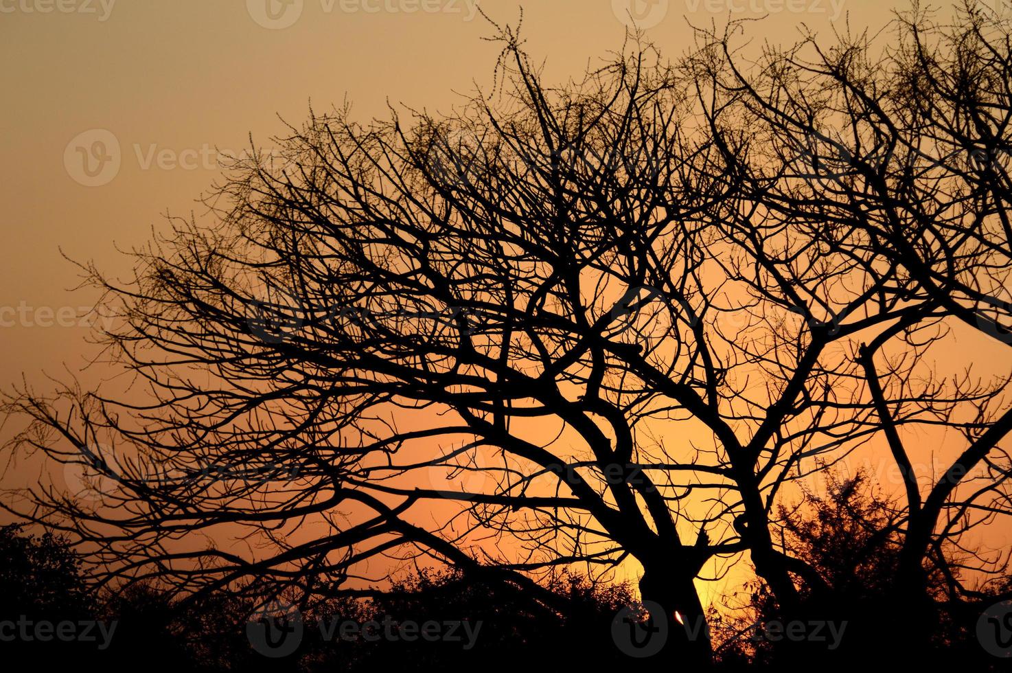 paesaggio con silhouette di alberi al tramonto. paesaggio in controluce, foto