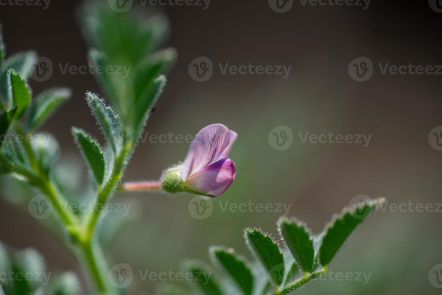 fiori di ceci con giovani piante verdi nel campo dell'azienda agricola foto