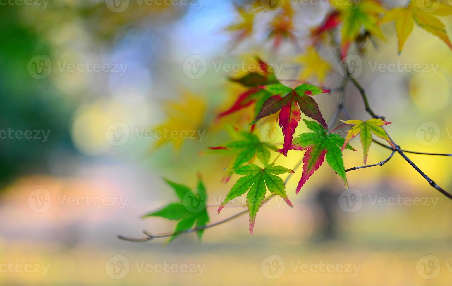 sfondo foglia d'autunno foto