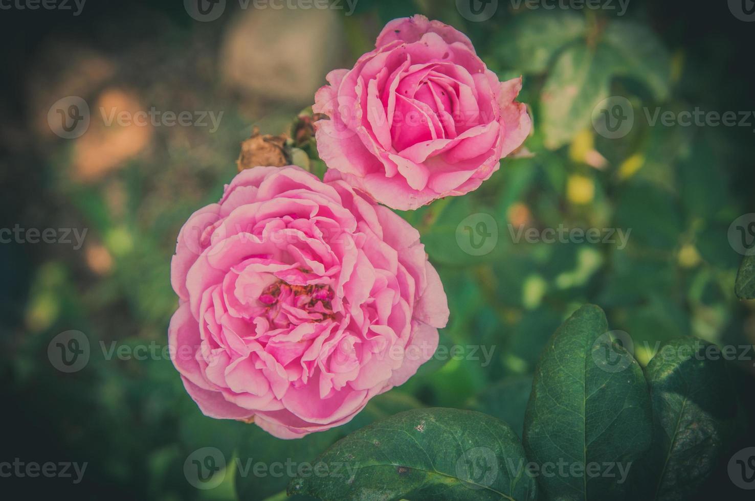 fiori di rosa nel design di toni scuri naturali. l'immagine è l'arte foto