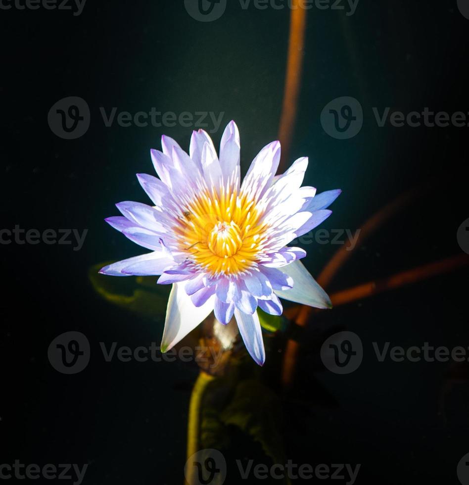 fiore di loto in acqua calda foto