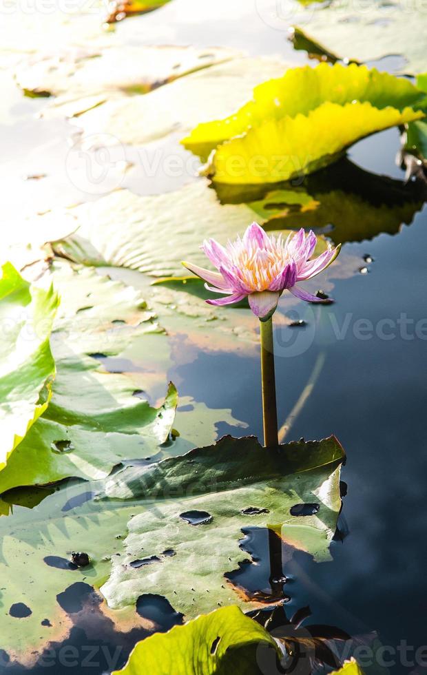 fiore di loto in acqua calda foto