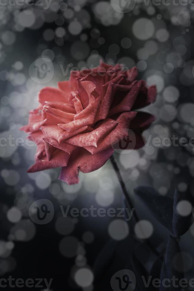 fiori di rosa nel design di toni scuri naturali. foto