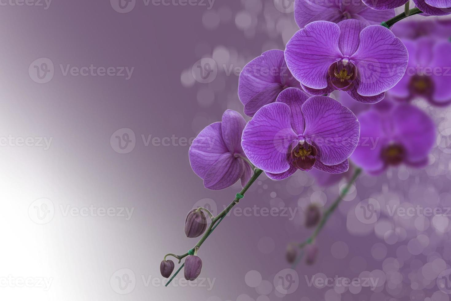 disegno del fiore bokeh astratto glitter luci sfondo foto