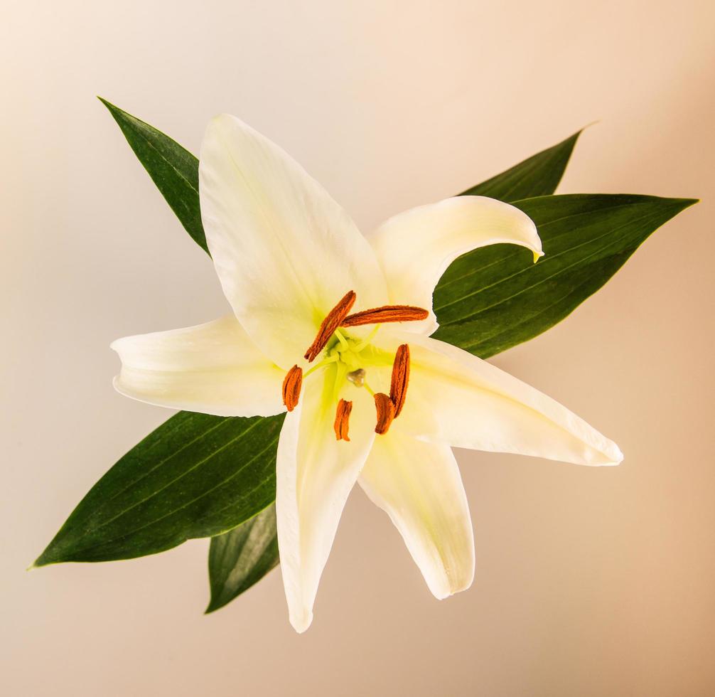 giglio di fiori su uno sfondo bianco con copia spazio per il tuo messaggio foto