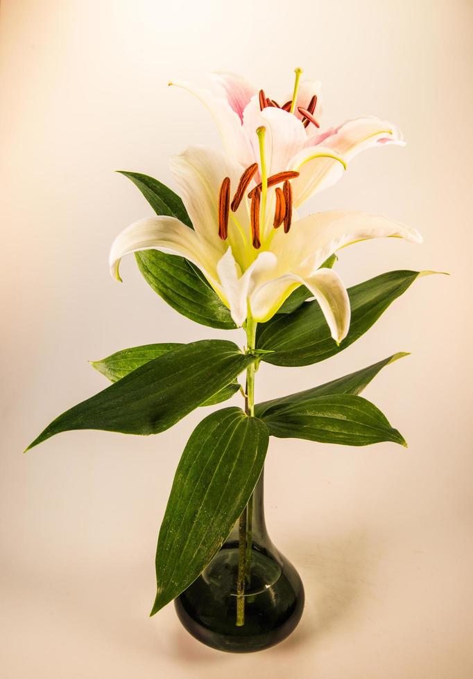 giglio di fiori su uno sfondo bianco con copia spazio per il tuo messaggio foto