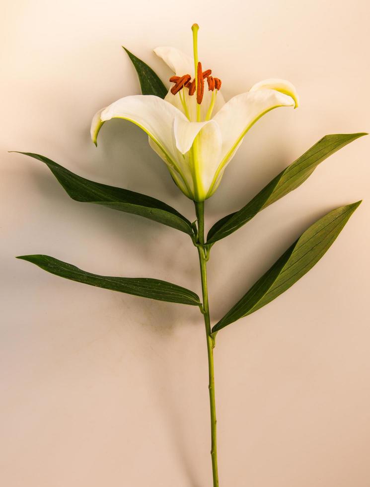 giglio di fiori su uno sfondo bianco con copia spazio per il tuo messaggio foto