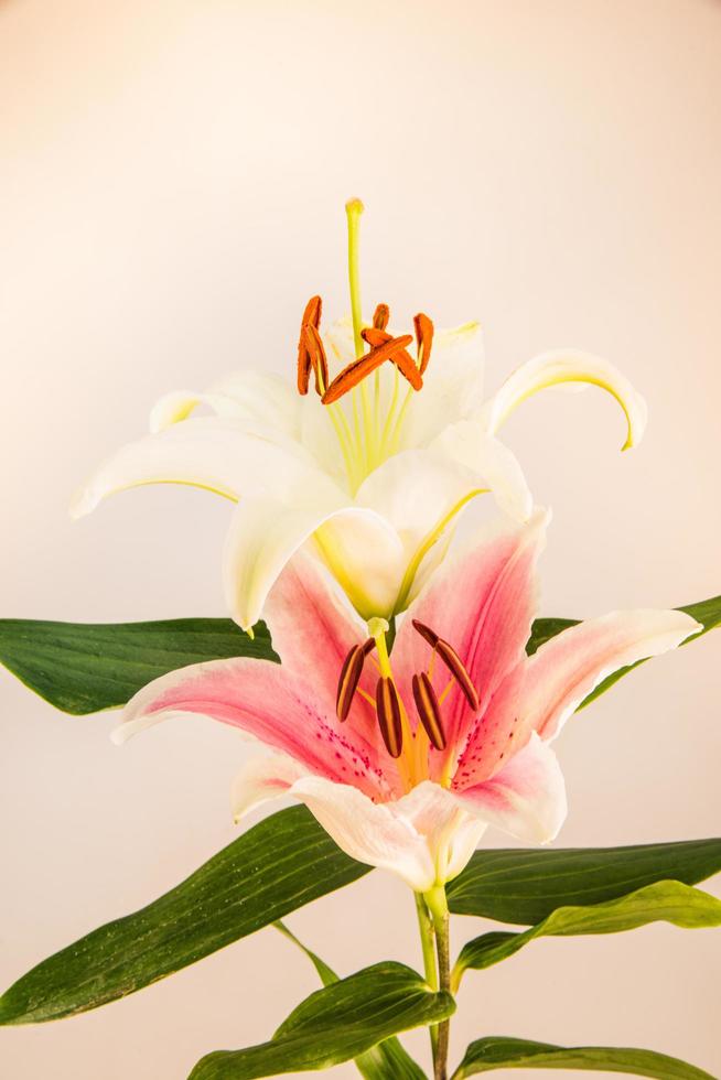 giglio di fiori su uno sfondo bianco con copia spazio per il tuo messaggio foto