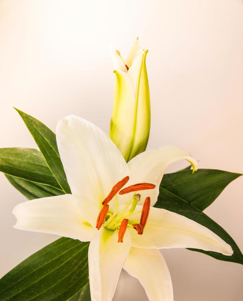 giglio di fiori su uno sfondo bianco con copia spazio per il tuo messaggio foto