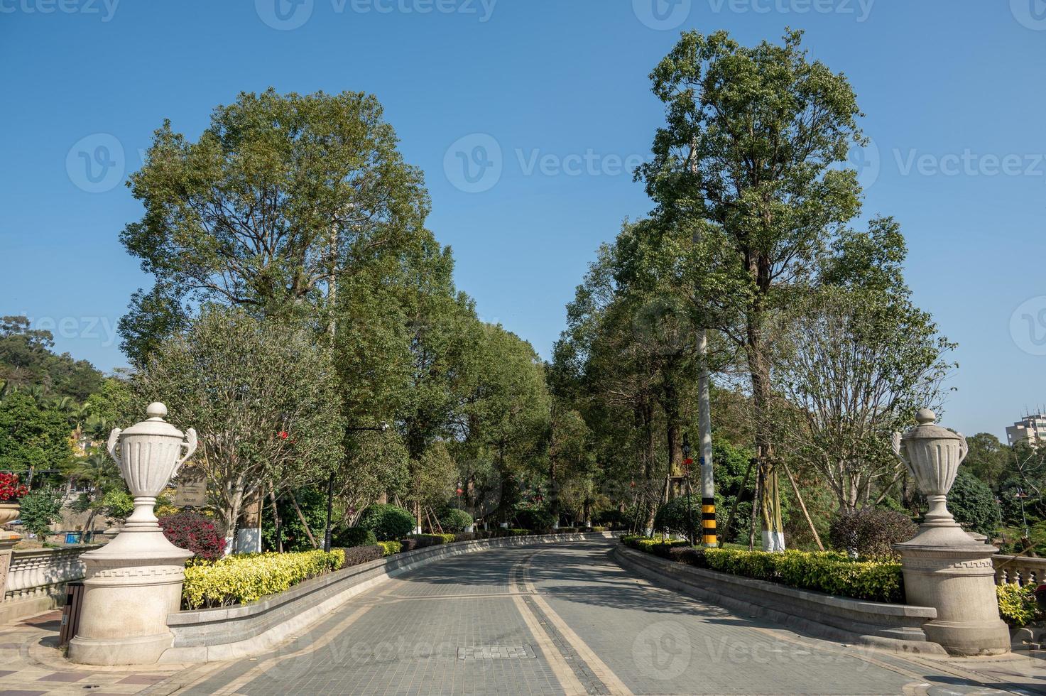 ci sono alberi verdi su entrambi i lati della strada al sole. è bel tempo. foto