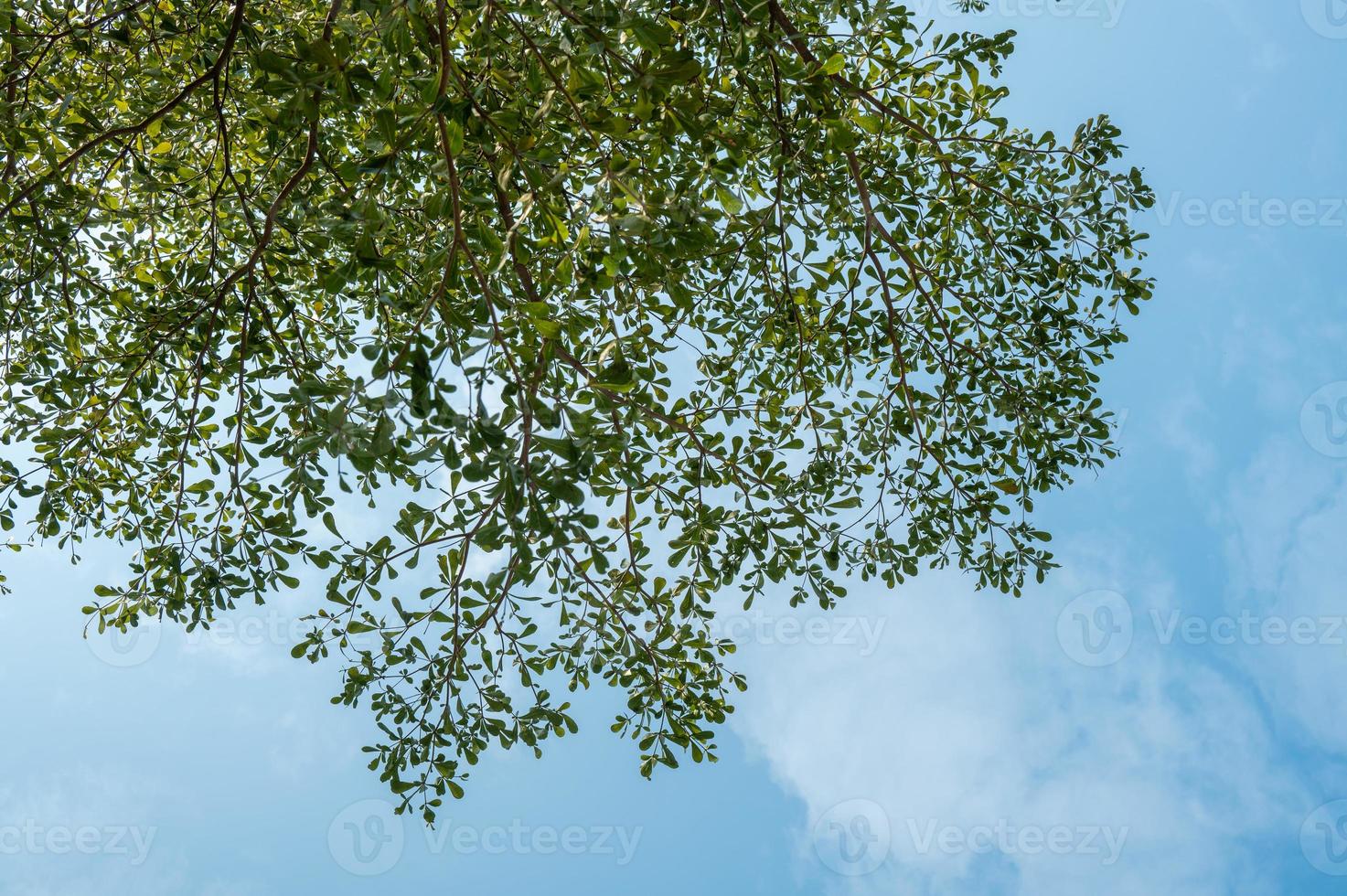gli alberi e i rami sono contro il cielo azzurro foto