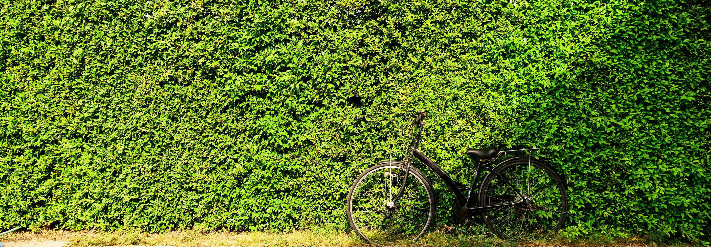 una bicicletta con un muro di alberi verdi sullo sfondo. foto