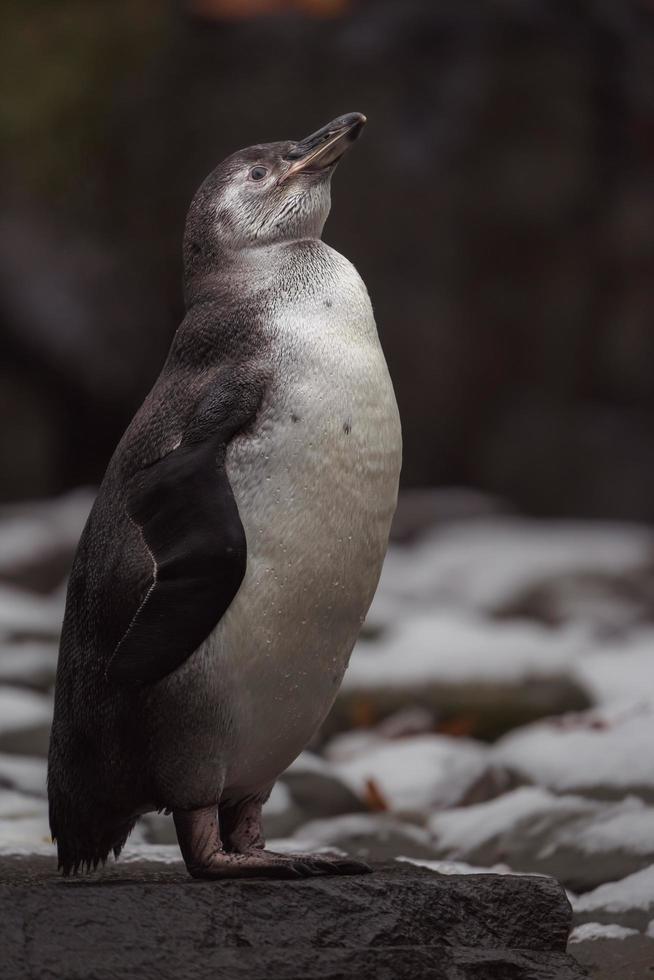 pinguino di Humboldt in inverno foto