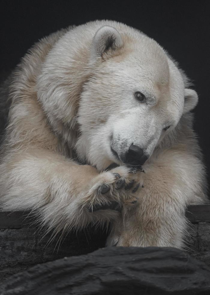 orso polare che lecca la zampa foto