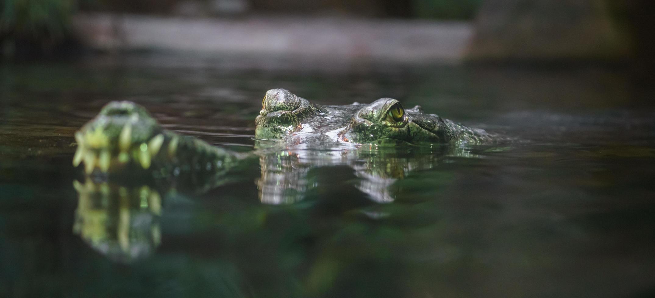 coccodrillo mangiatore di pesce gharial foto