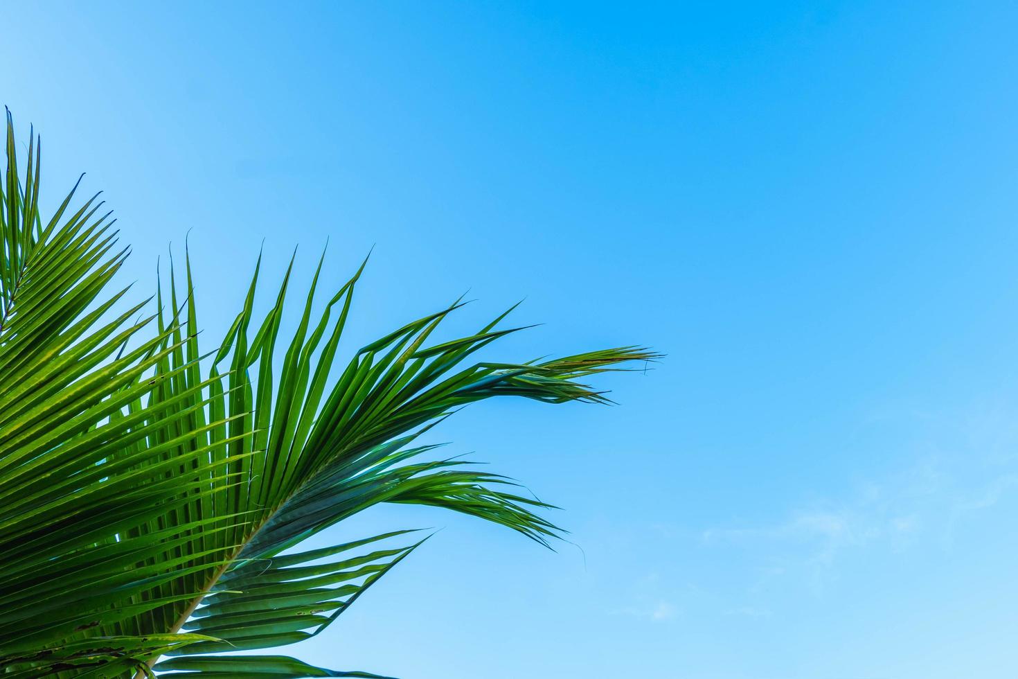 cielo blu estivo e sfondo di palme da cocco foto