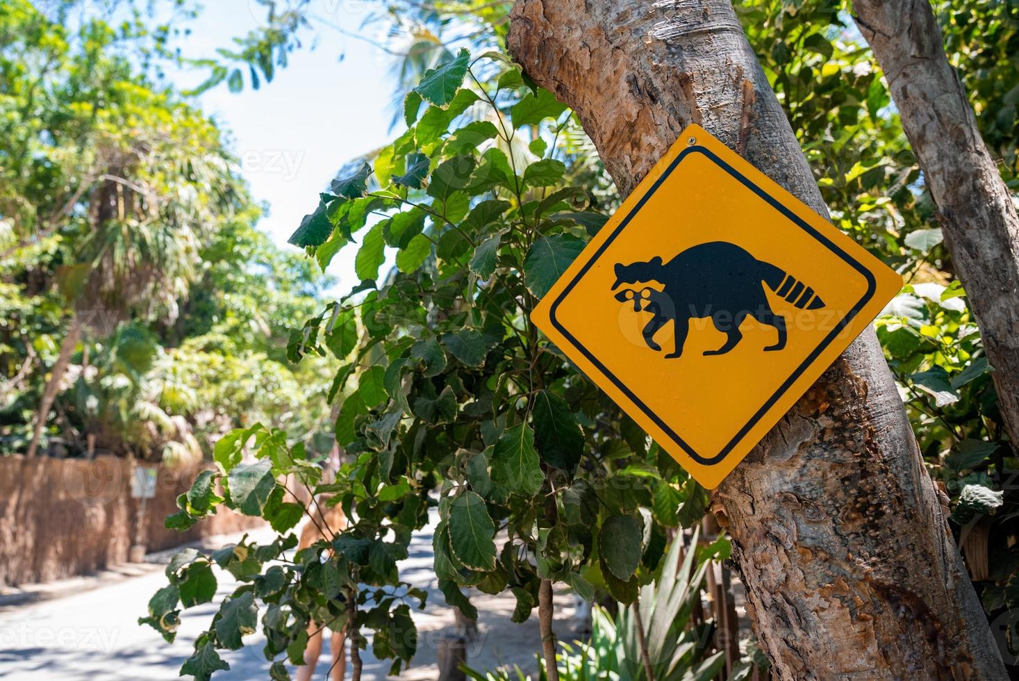 Panda rosso che attraversa il segnale stradale di avvertimento sull'albero a bordo strada foto