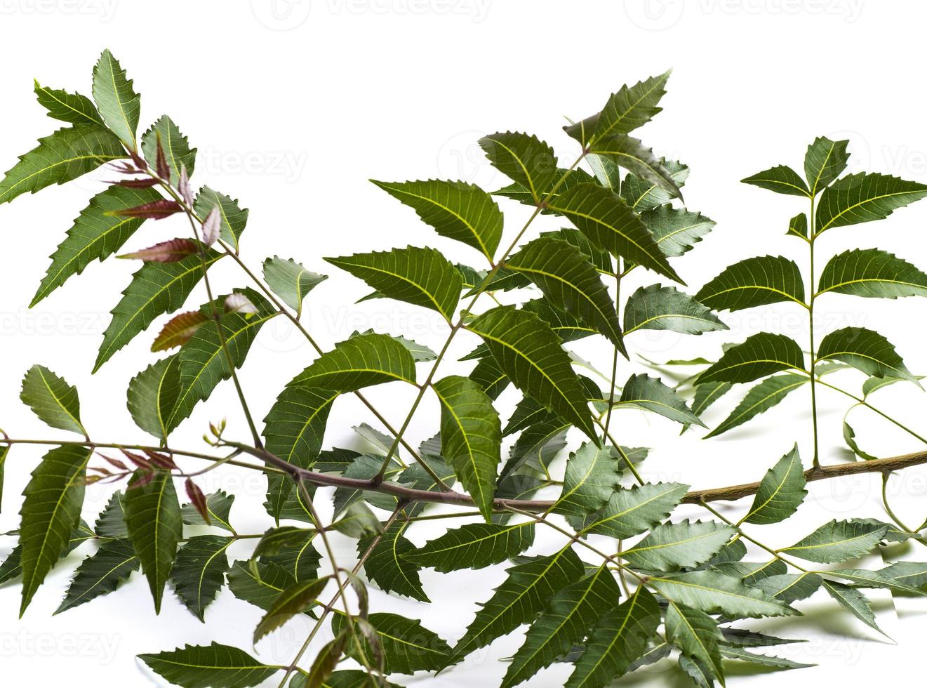 foglia di neem medicinale su sfondo bianco. azadirachta indica. foto